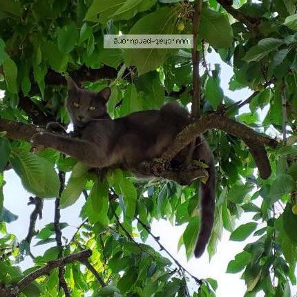 Foto 1/1 POPI Chat perdido en Sainte neomaye