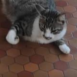 Foto del gato perdido en Yvrac