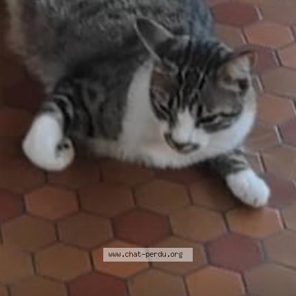 Foto 1/1 Fayan Chat perdido en Yvrac