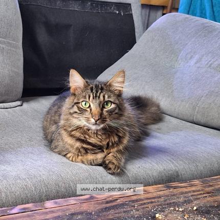 Foto 1/1 Wally Chat perdido en Ceaux