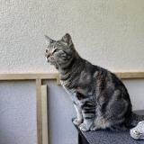 Foto del gato perdido en Bourg En Bresse