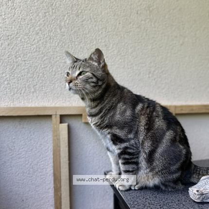 Foto 1/1 Youyou Chat perdido en Bourg en bresse