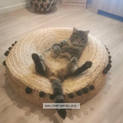 Foto 1/1 Maya Chat perdido en Lahas