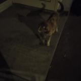 Foto de gato encontrado en Paris