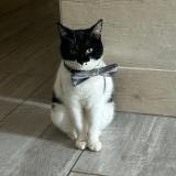 Foto del gato perdido en Exireuil