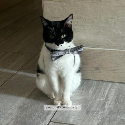 Foto 1/1 Batman Chat perdido en Exireuil