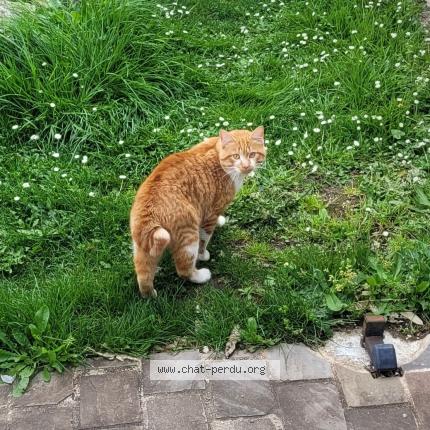 Foto 1/1 Gato encontrado Encontrado en Saint aigulin