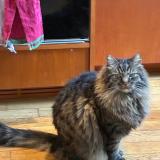 Foto del gato perdido en Montreuil