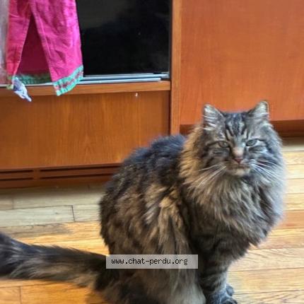 Foto 1/1 Yoda Chat perdido en Montreuil