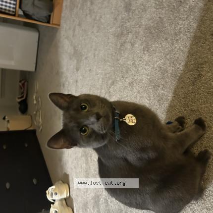 Foto 1/1 Huey Chat perdido en Lakewood