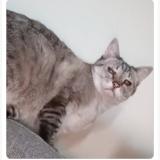 Foto del gato perdido en 60300 Senlis