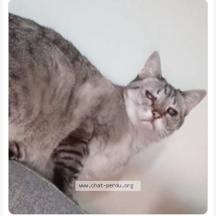 Foto 1/1 Coco Chat perdido en 60300 senlis