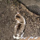 Foto de gato encontrado en Montpellier