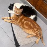 Foto del gato perdido en Lima