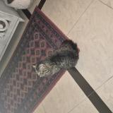 Foto de gato encontrado en Islamabad