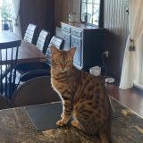 Foto del gato perdido en Saint Hubert