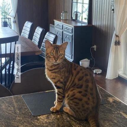 Foto 1/3 ENZO Chat perdido en Saint hubert