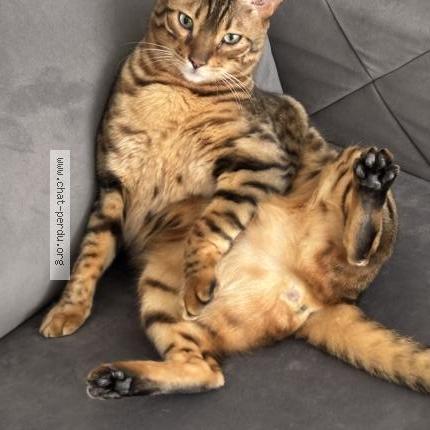 Foto 2/3 ENZO Chat perdido en Saint hubert