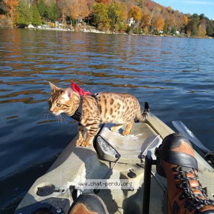 Foto 3/3 ENZO Chat perdido en Saint hubert