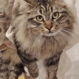 Foto del gato perdido en Boisseron