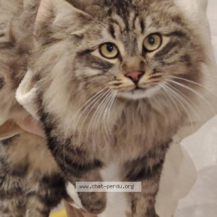 Foto 1/1 Moshi Chat perdido en Boisseron