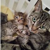 Foto del gato perdido en Gosnay