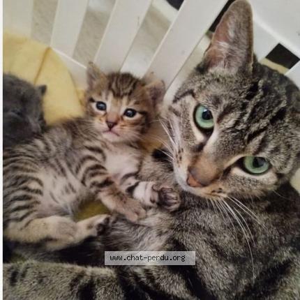 Foto 1/1 Lolo Chat perdido en Gosnay