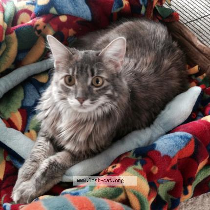 Foto 1/1 Nabby Chat perdido en Kalamazoo