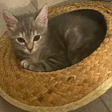 Foto del gato perdido en Ales