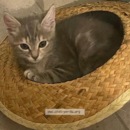 Foto 1/1 Boubou Chat perdido en Ales