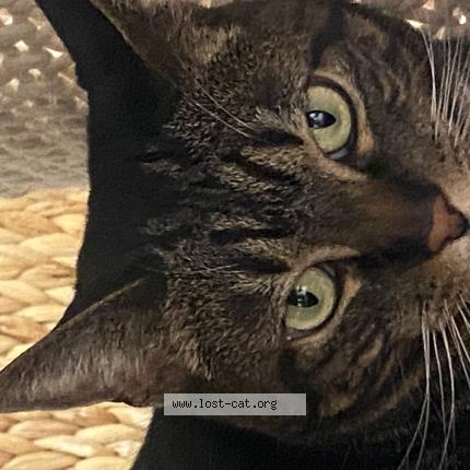 Foto 1/1 Lila Chat perdido en Bend