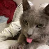 Foto de gato encontrado en Valparaiso