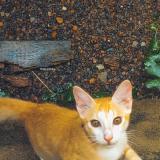 Foto del gato perdido en Thiruvananthapuram