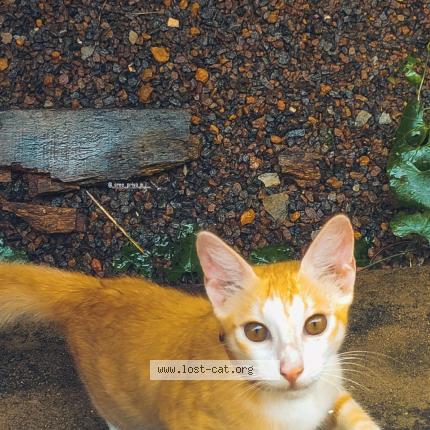 Foto 1/1 Simba Chat perdido en Thiruvananthapuram