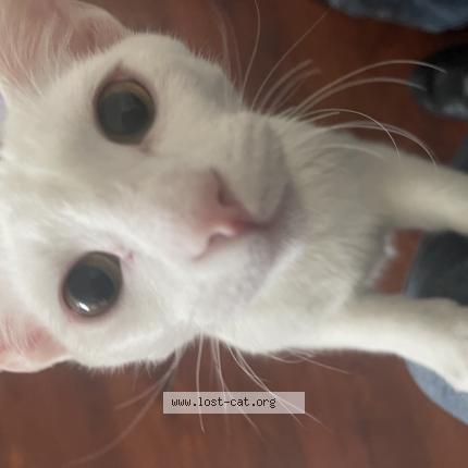 Foto 1/1 Archie Chat perdido en Redlands