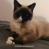 Foto del gato perdido en Edmonton