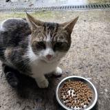 Foto de gato encontrado en Lorient