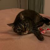 Foto del gato perdido en Bordeaux