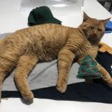 Foto del gato perdido en Ganges