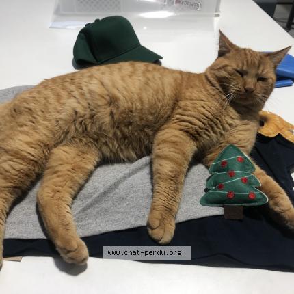 Foto 1/1 Rouky Chat perdido en Ganges