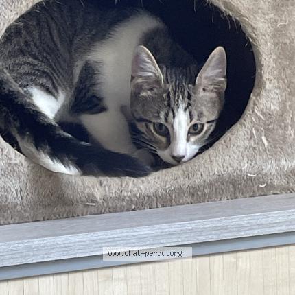 Foto 1/1 Gato encontrado Perdido en Montluel