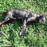 Foto de gato encontrado en Fontaine