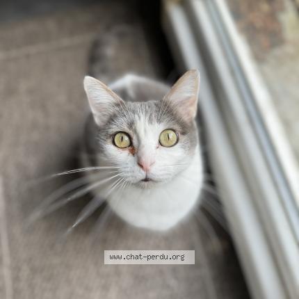 Foto 1/1 Félix Chat perdido en Nancy