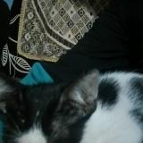 Foto de gato encontrado en Jamnagar