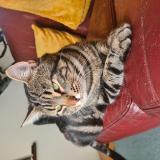 Foto del gato perdido en Felines