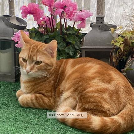 Foto 1/1 Pia Chat perdido en Delincourt
