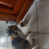 Foto de gato encontrado en Le Loroux Bottereau