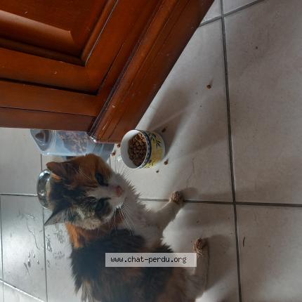 Foto 1/1 Gato encontrado Encontrado en Le loroux bottereau