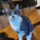 Foto del gato perdido en Saint Prouant