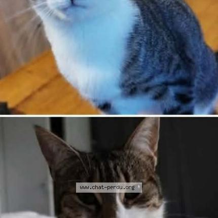 Foto 1/1 Mimi Chat perdido en Saint prouant